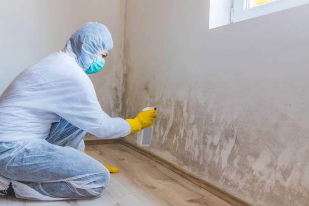 Certified Mold Removal in Houston, PA